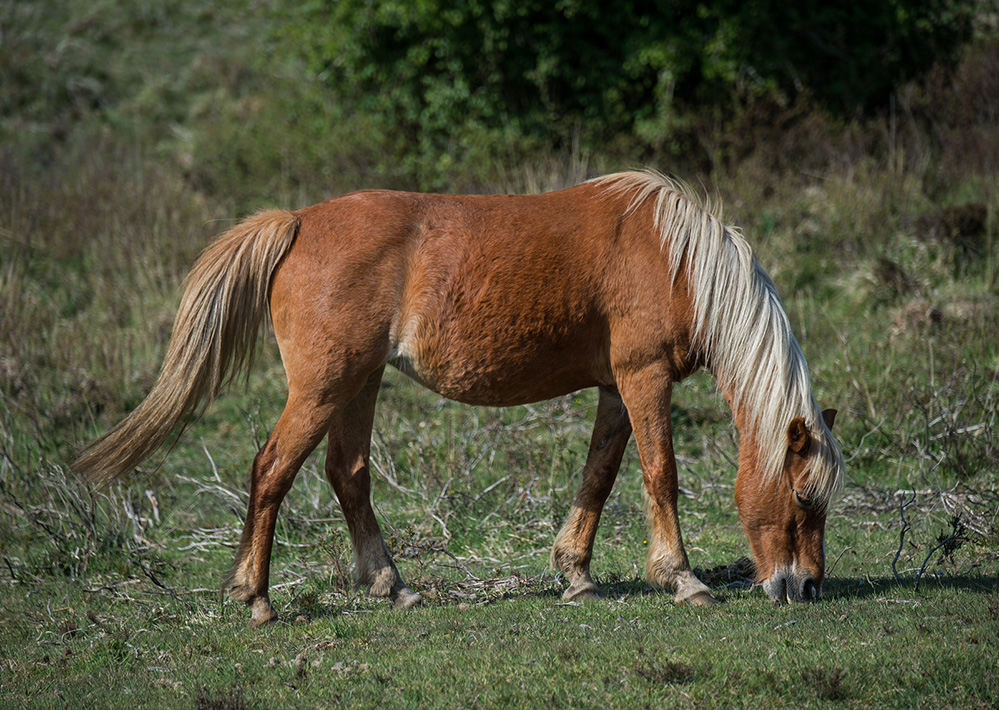 Spring Pony at Bratley View